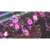 Craft Glitter: Purple